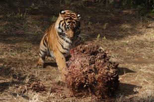 良いもん見っけたぁ~('ω')ノ・・・①