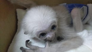 プロイのお部屋　それから