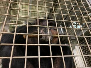 ゴウの群れ入り状況