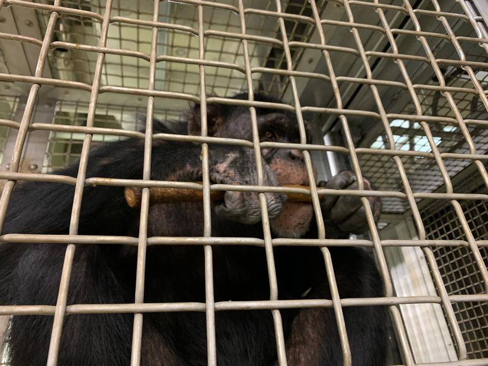 ゴウの群れ入り状況の写真
