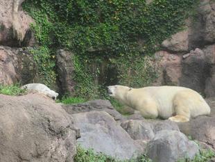 ゴーゴの作戦？？