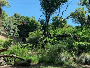 このタケノコ誰のもの?