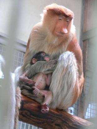 テングザル誕生☆*+。