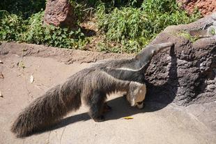 オレオのこの頃