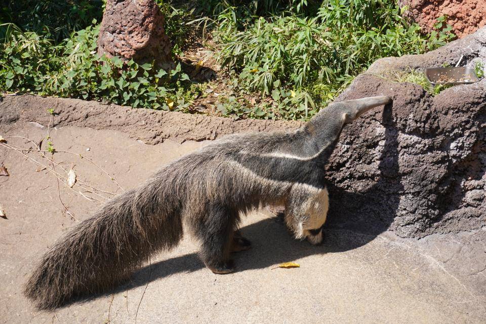 オレオのこの頃の写真