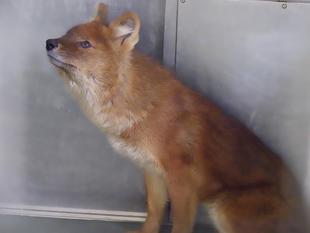 チェコ共和国からようこそ☆*+。