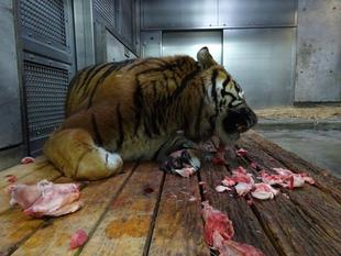 ガンターは横着者??