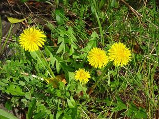 ～　タンポポ　～