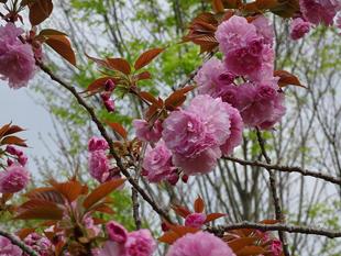 ズーラシア春夏秋冬　～また早い～