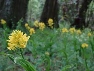 ～　自然体験林　～