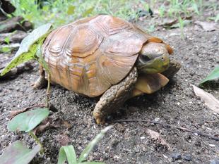 ベルセオレガメのお引越し！