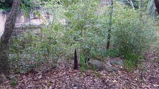 シーズン到来！