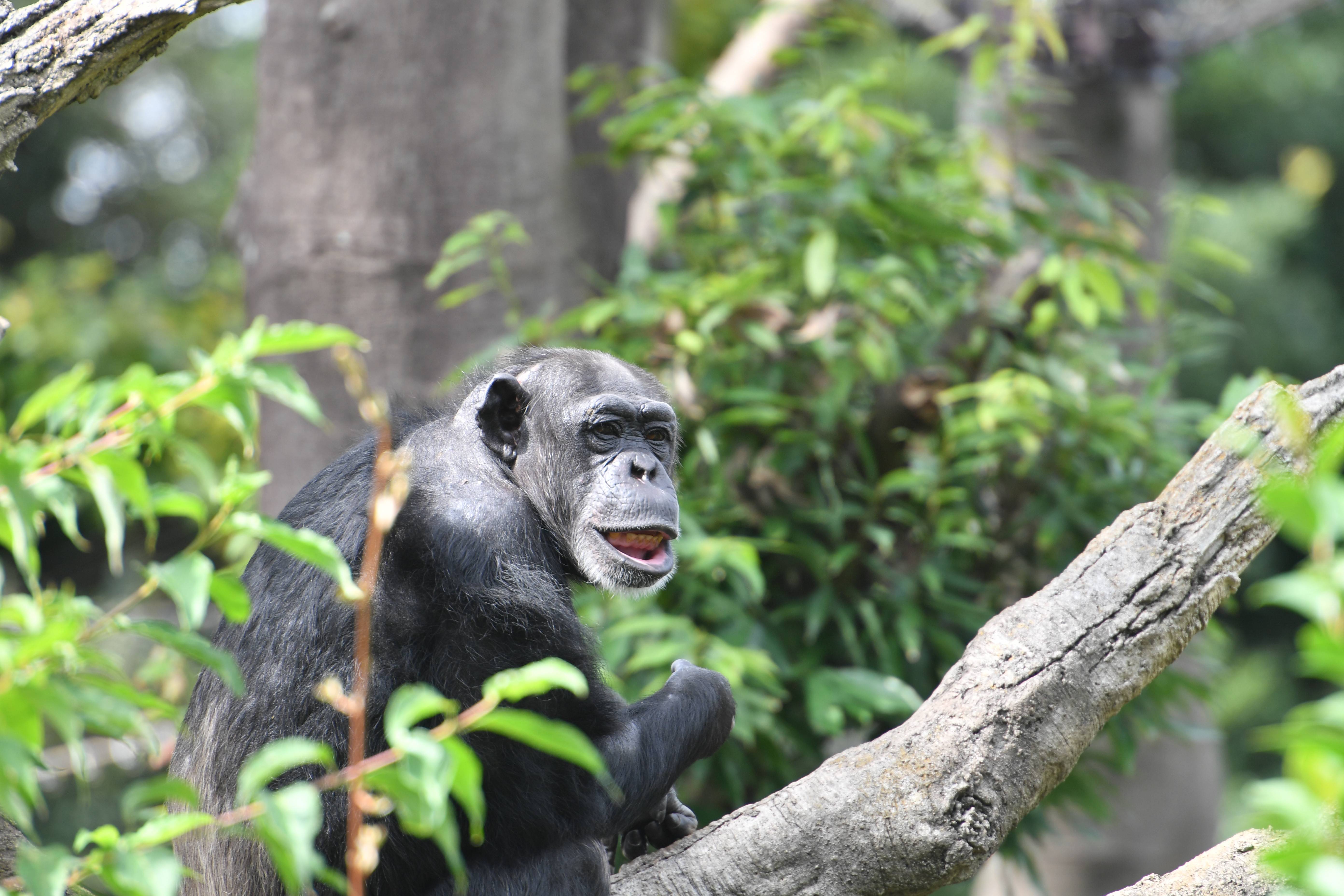 チンパンジーのあれこれ オスとメスの順位の差 チンパンジーの森日記 よこはま動物園ズーラシア公式サイト 公益財団法人 横浜市緑の協会