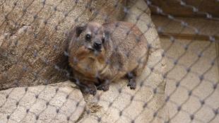 ケープハイラックスのとっておきタイム③