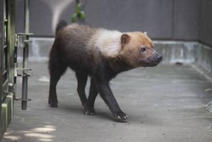 京都市動物園よりヤブイヌ来園しています！