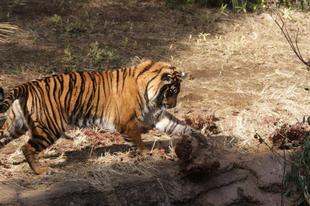 良いもん見っけたぁ~('ω')ノ・・・②