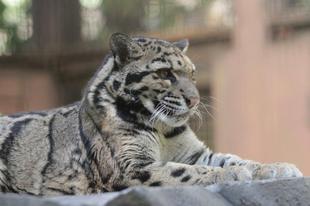 ウンピョウのアニルの居場所