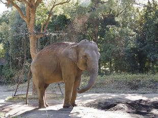 「砂に喜ぶシュリーがかわいかった」っていうお話