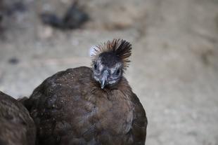 カンムリセイランひなっこ成長記＃10