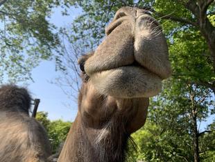 ラクダの唇は ぷるぷる しているだけじゃない！