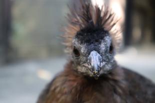 カンムリセイランひなっこ成長記＃12