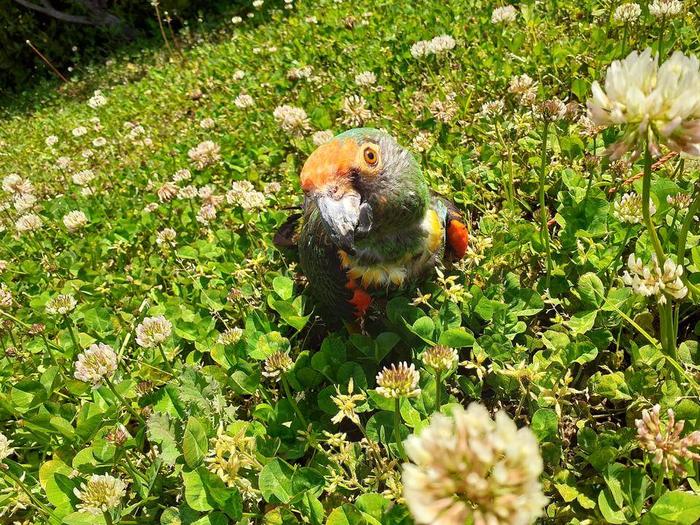 バードショーメンバーみんな元気です!の写真