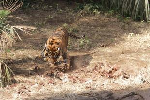 良いもん見っけたぁ~('ω')ノ・・・③