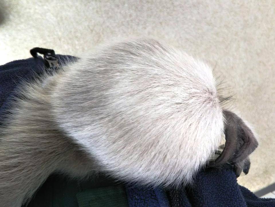 ボウシテナガザルの頭の形の写真