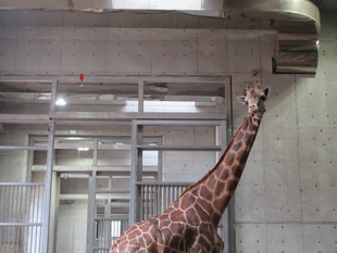 キリン舎が人気？