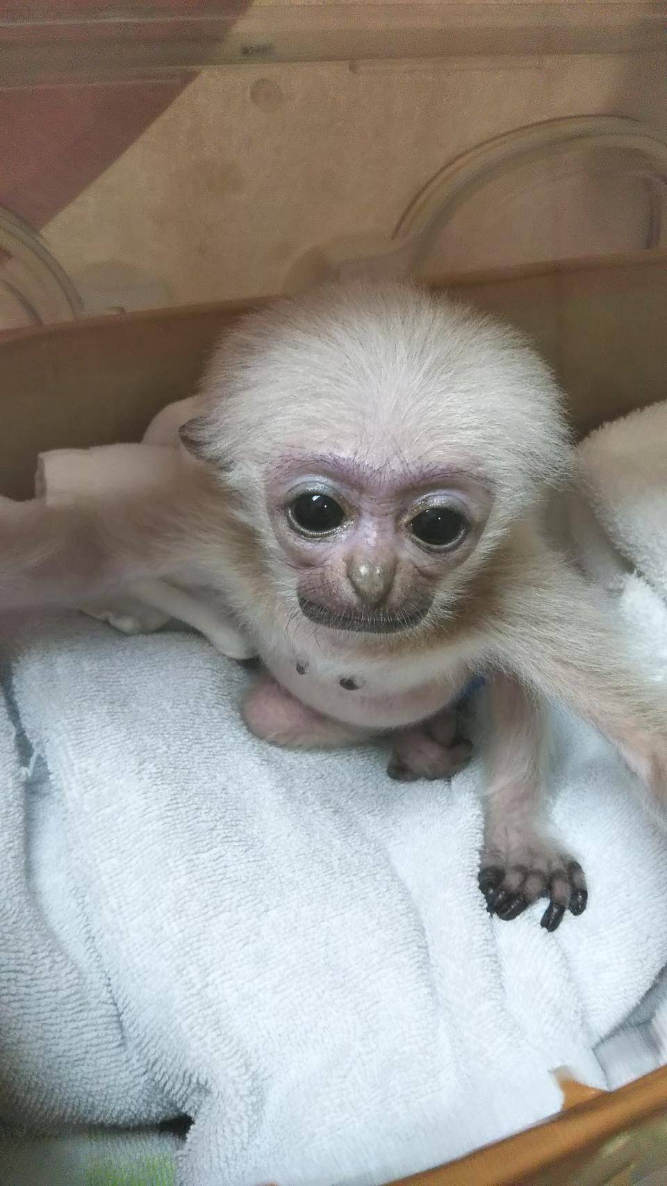 プロイのお部屋 その後の写真
