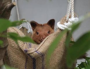 やっぱりハンモックが好き！