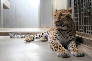 ダッシュルール