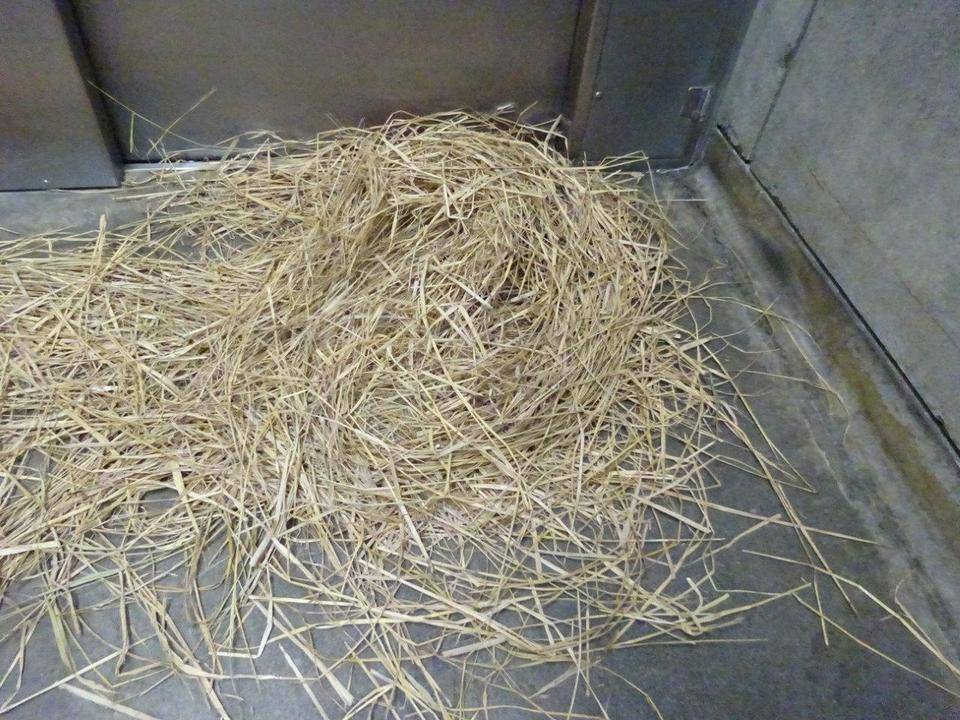 ラウトのエチケットの写真