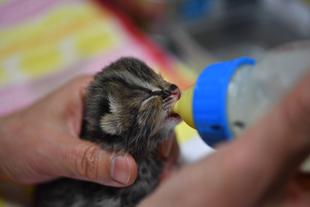 ツシマヤマネコ　赤ちゃん成長記⑫