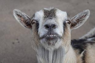 ピグミーゴートのララ