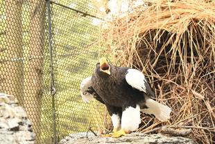 オオワシからのご報告①
