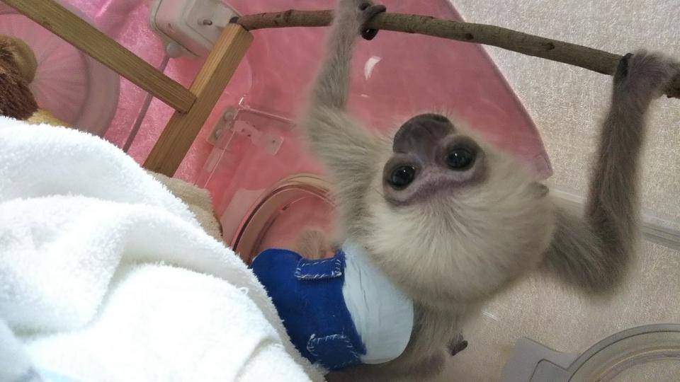 プロイの元気の秘訣の写真