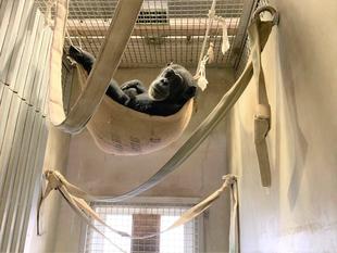 チンパンジーのあれこれ④ 夜間の過ごし方