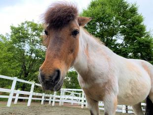 しんすけはパワースポット？