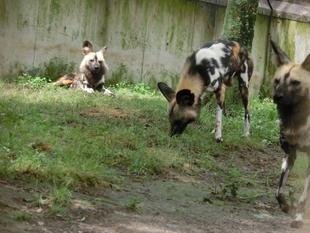 リカオンの同居、始めました。