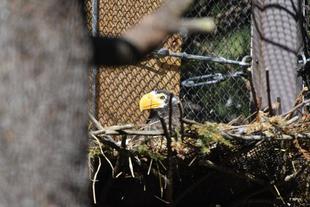 オオワシからのご報告②