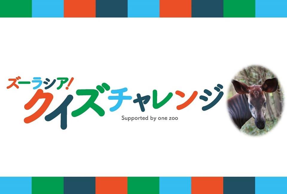 ズーラシアクイズチャレンジ~解答編③ オカピ~の写真