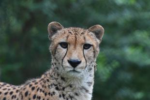 このチーターはだぁれ？