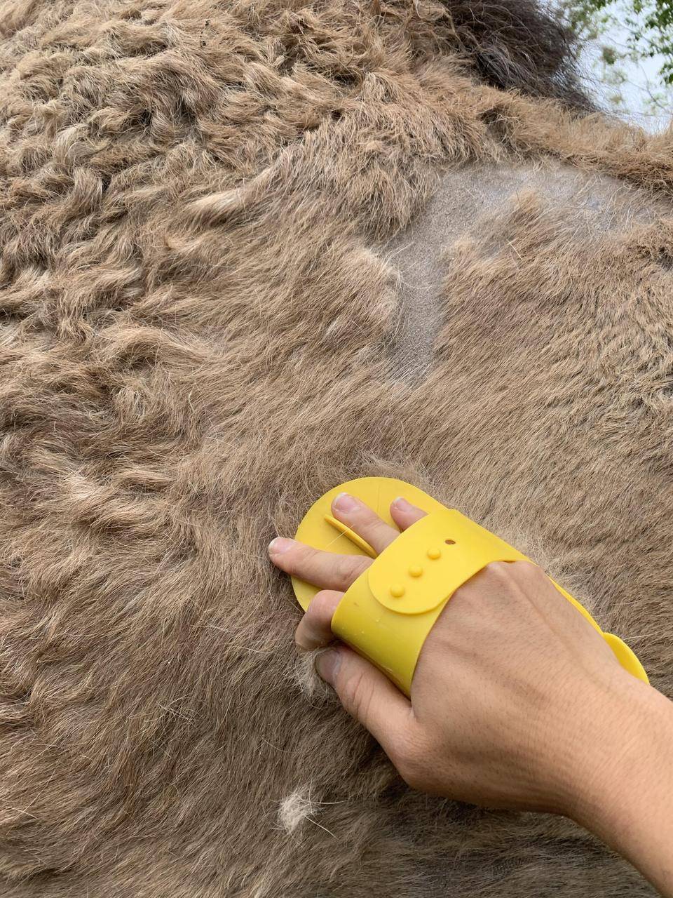 体毛にも個性の写真