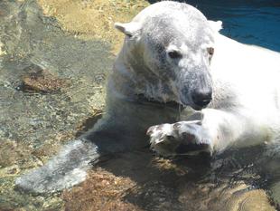 ツヨシにとって...