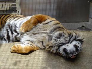 眠いZzz・・・(ガンター編)