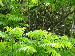 ～　キアシドクガ　～