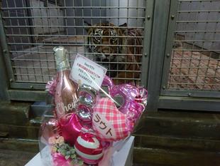 ラウトの誕生日-①