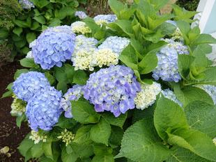 ズーラシアの梅雨事情