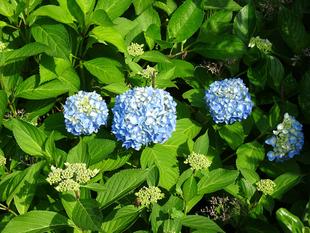 ～　6月の花　～